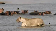 Mother Hippo Protects Calf from Lions and Crocodiles