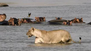 Mother Hippo Protects Calf from Lions and Crocodiles