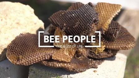 Video thumbnail: Digital Shorts Age of Nature: Bee People