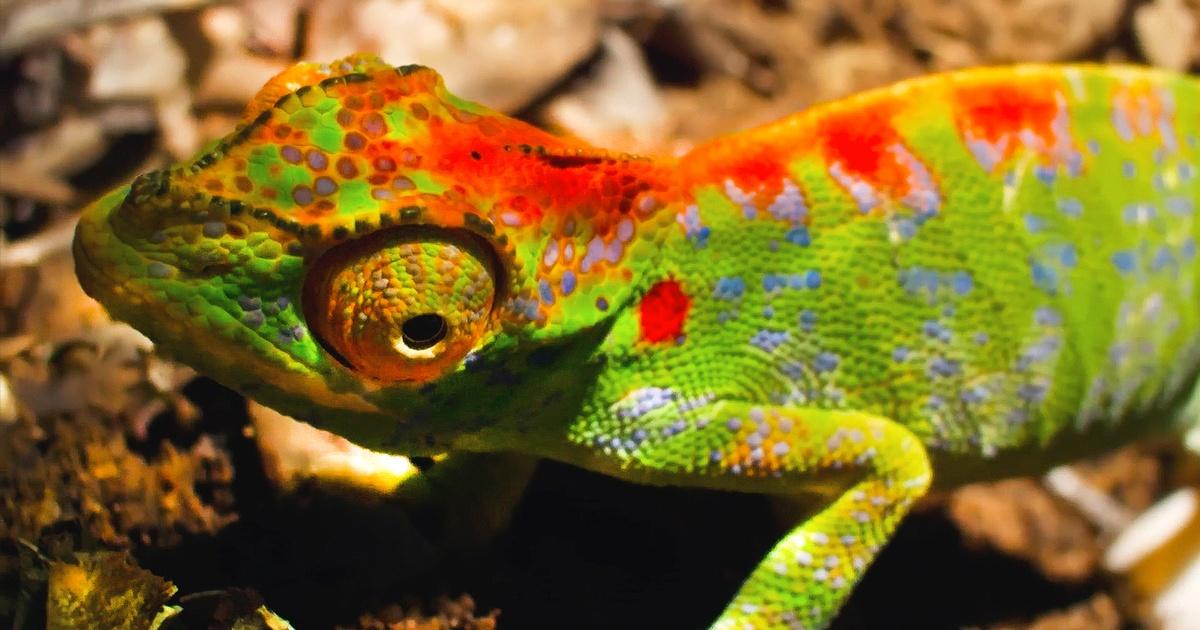 Nature | Female Chameleon Erupts with Color Before Death | Season 42