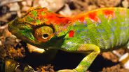 Female Chameleon Erupts with Color Before Death
