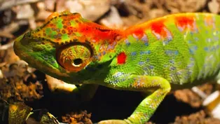 Female Chameleon Erupts with Color Before Death