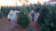 Christmas Trees at Jordan Lake Farm