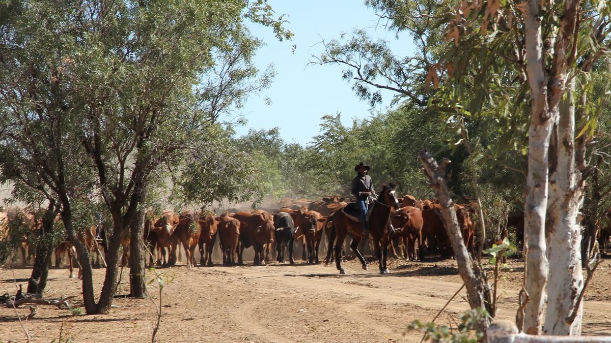 Jubilee Downs Outback NJ PBS