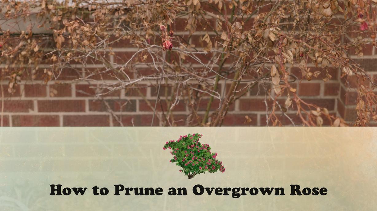 How to Prune an Overgrown Rose Watch on PBS Wisconsin