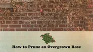 How to Prune an Overgrown Rose