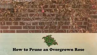 How to Prune an Overgrown Rose