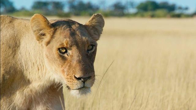 Female Lions on the Hunt