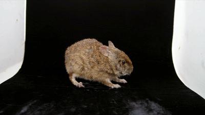 Creature Clip: Lower Keys Marsh Rabbit