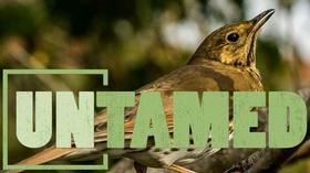 Video thumbnail: Untamed Untamed: Songbirds