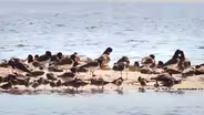 Lowcountry Conservation One