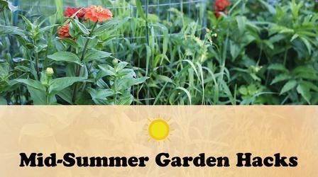 Video thumbnail: Let's Grow Stuff Mid-Summer Garden Hacks