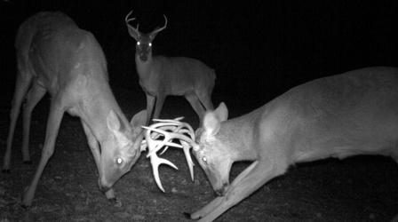 Video thumbnail: SCI NC Some mammals are thriving in developed areas