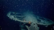 Shipwrecks Litter the NC Coast—That’s a Good Thing for Fish