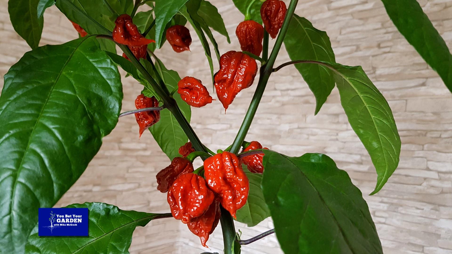 You Bet Your Garden S4 Ep 10 Carolina Reaper Plant