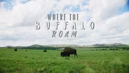 Where the Buffalo Roam