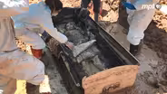 The Dig: A Maryland Mystery Lady Part 1