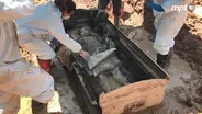The Dig: A Maryland Mystery Lady Part 1