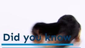 Video thumbnail: byYou Leadership & Workforce Is there a difference between the CCSPCA and the ASPCA?