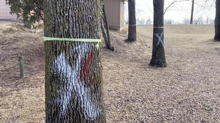 Video thumbnail: Almanac Weekly Essay | The Loss of Ash Trees