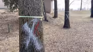 Weekly Essay | The Loss of Ash Trees