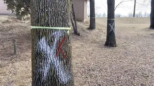 Weekly Essay | The Loss of Ash Trees