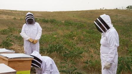 Video thumbnail: Savor Dakota Save the Bees