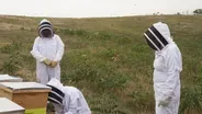 Save the Bees