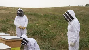 Save the Bees