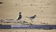 Death of Monty the Piping Plover Stuns Birders