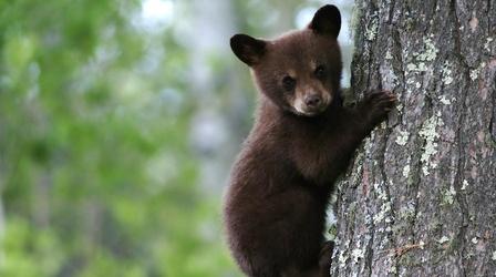Video thumbnail: Nature Black Bear Cubs Practice Climbing