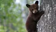Black Bear Cubs Practice Climbing
