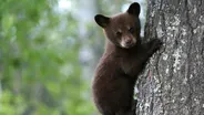 Black Bear Cubs Practice Climbing