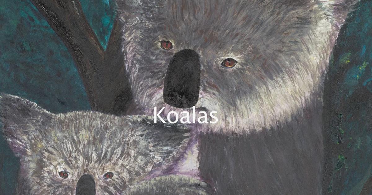 koala bear  PBS NewsHour