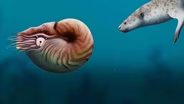 Nautiloids Thrived For 500 Million Years Until They Appeared