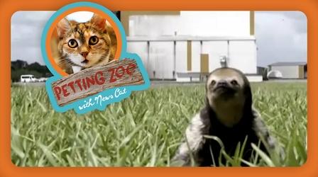 Video thumbnail: NewsDepth Petting Zoo: Sloth Steals Rocket's Spotlight