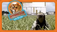 Petting Zoo: Sloth Steals Rocket's Spotlight