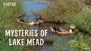 Lake Mead Mysteries | Great EV Road Chatper One