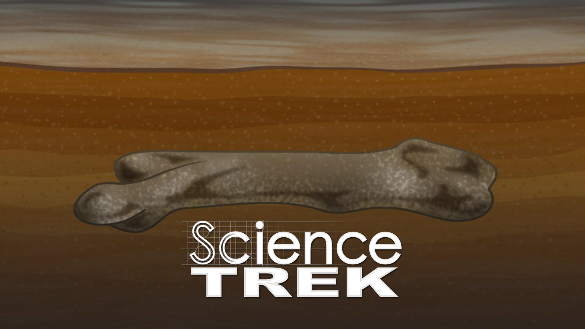 Science Trek | Fossils: Forming Fossils Science Trek | Fossils: Forming Fossils