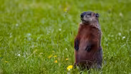 Science of NC Critters