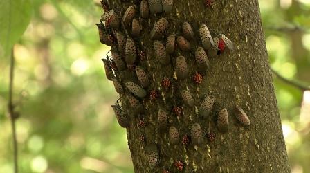 Spotted lanternfly quarantine zone: What does it mean?