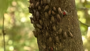 Spotted lanternfly quarantine zone: What does it mean?