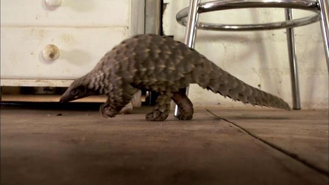 Abused Baby Pangolin Gets a New Home