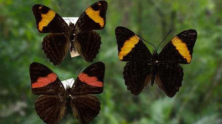 Video thumbnail: Nature Butterfly Mimicry
