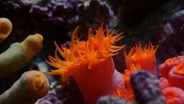A Marine Wonderland