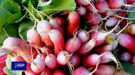 Video thumbnail: You Bet Your Garden You Bet Your Garden S4 Ep21 More Seedy Solutions