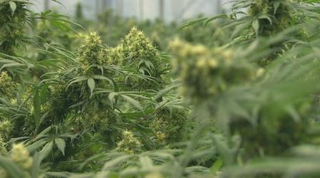 Video thumbnail: Chicago Tonight Illinois’ Pot Program Falls Short on Social Equity Promises