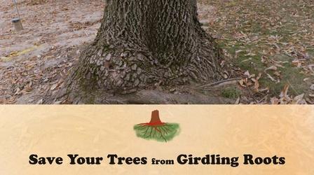 Video thumbnail: Let's Grow Stuff Save Your Trees From Girdling Roots