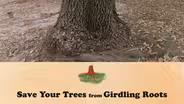 Save Your Trees From Girdling Roots