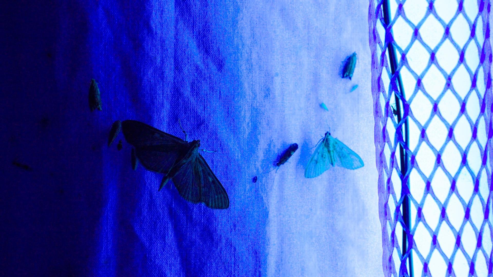 Native North Carolina moths on a white sheet, lit up by a blue light.
